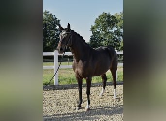 Holsteiner, Stute, 3 Jahre, 160 cm, Schwarzbrauner
