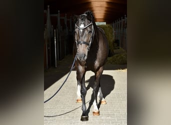 Holsteiner, Stute, 3 Jahre, 160 cm, Schwarzbrauner