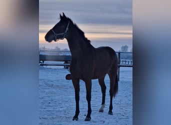 Holsteiner, Stute, 3 Jahre, 162 cm, Brauner