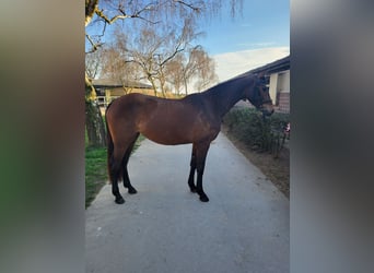 Holsteiner, Stute, 3 Jahre, 162 cm, Brauner