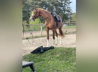 Holsteiner Mix, Stute, 3 Jahre, 162 cm, Fuchs