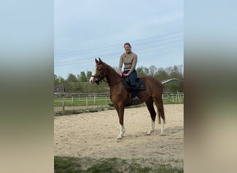 Holsteiner Mix, Stute, 3 Jahre, 162 cm, Fuchs
