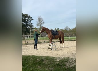 Holsteiner Mix, Stute, 3 Jahre, 162 cm, Fuchs