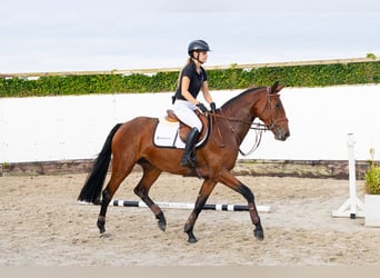 Holsteiner, Stute, 3 Jahre, 163 cm, Brauner