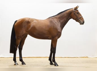 Holsteiner, Stute, 3 Jahre, 163 cm, Brauner