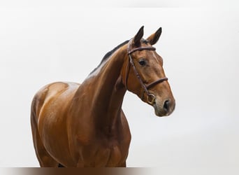 Holsteiner, Stute, 3 Jahre, 163 cm, Brauner