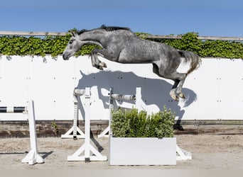 Holsteiner, Stute, 3 Jahre, 163 cm