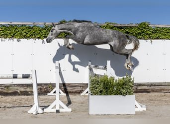 Holsteiner, Stute, 3 Jahre, 163 cm