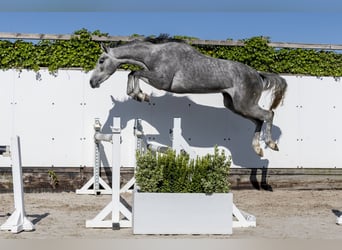 Holsteiner, Stute, 3 Jahre, 163 cm