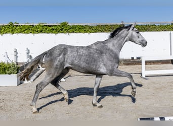 Holsteiner, Stute, 3 Jahre, 163 cm