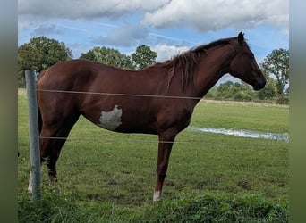 Holsteiner, Stute, 3 Jahre, 163 cm, Dunkelfuchs