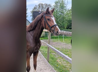 Holsteiner, Stute, 3 Jahre, 163 cm, Dunkelfuchs