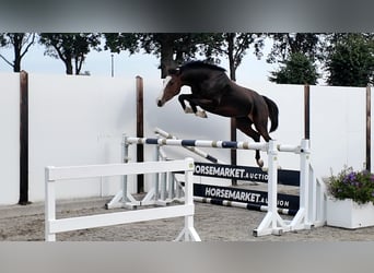 Holsteiner, Stute, 3 Jahre, 163 cm, Rotbrauner