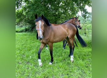 Holsteiner, Stute, 3 Jahre, 164 cm, Brauner