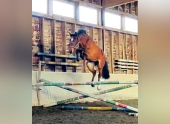 Holsteiner, Stute, 3 Jahre, 165 cm, Brauner