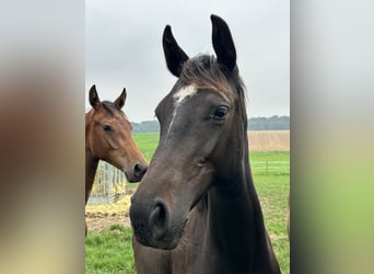 Holsteiner, Stute, 3 Jahre, 165 cm, Rappe