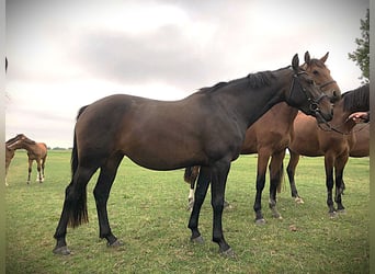 Holsteiner, Stute, 3 Jahre, 165 cm, Schwarzbrauner