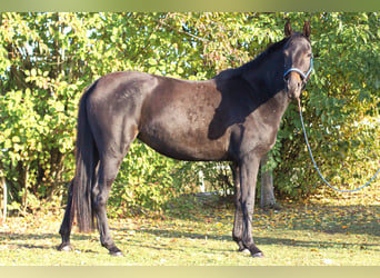 Holsteiner, Stute, 3 Jahre, 167 cm, Schwarzbrauner