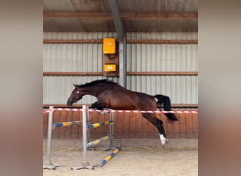 Holsteiner, Stute, 3 Jahre, 167 cm