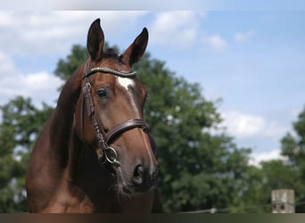 Holsteiner, Stute, 3 Jahre, 167 cm