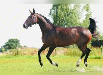 Holsteiner, Stute, 3 Jahre, 167 cm