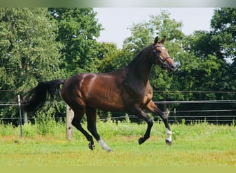 Holsteiner, Stute, 3 Jahre, 167 cm