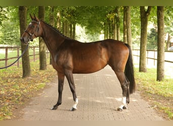 Holsteiner, Stute, 3 Jahre, 167 cm
