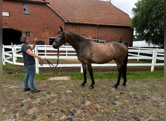 Holsteiner, Stute, 3 Jahre, 168 cm, Schimmel