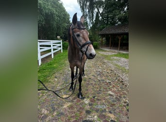 Holsteiner, Stute, 3 Jahre, 168 cm, Schimmel