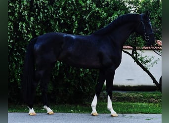 Holsteiner, Stute, 3 Jahre, 168 cm