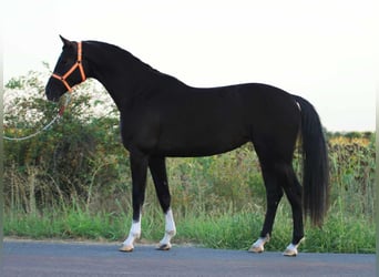 Holsteiner, Stute, 3 Jahre, 168 cm