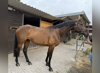 Holsteiner, Stute, 3 Jahre, 169 cm, Dunkelbrauner