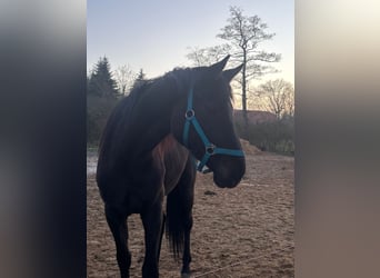 Holsteiner Mix, Stute, 3 Jahre, 169 cm, Rappe