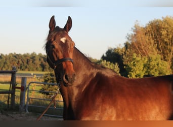 Holsteiner, Stute, 3 Jahre, 169 cm, Schwarzbrauner
