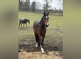 Holsteiner, Stute, 3 Jahre, 170 cm, Brauner