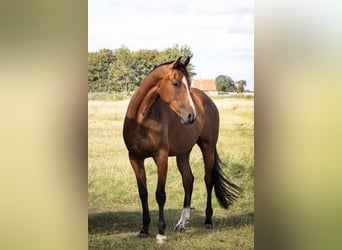 Holsteiner, Stute, 3 Jahre, 170 cm, Brauner