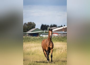 Holsteiner, Stute, 3 Jahre, 170 cm, Brauner