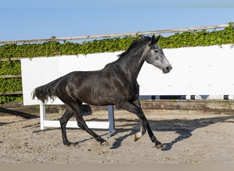 Holsteiner, Stute, 3 Jahre, 170 cm