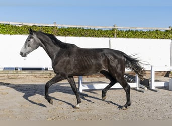 Holsteiner, Stute, 3 Jahre, 170 cm