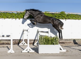 Holsteiner, Stute, 3 Jahre, 170 cm