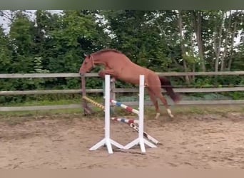 Holsteiner, Stute, 3 Jahre, 170 cm, Fuchs