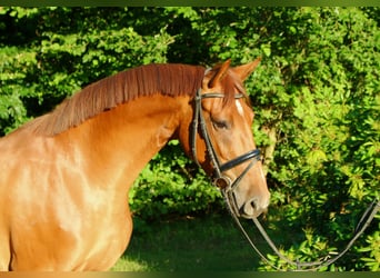 Holsteiner, Stute, 3 Jahre, 170 cm, Fuchs