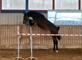 Holsteiner, Stute, 3 Jahre, 171 cm, Dunkelbrauner