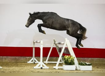 Holsteiner, Stute, 3 Jahre, 171 cm, Schimmel