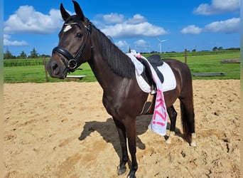 Holsteiner, Stute, 4 Jahre, 153 cm, Schwarzbrauner