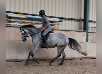 Holsteiner, Stute, 4 Jahre, 157 cm, Schimmel