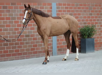 Holsteiner, Stute, 4 Jahre, 160 cm, Fuchs