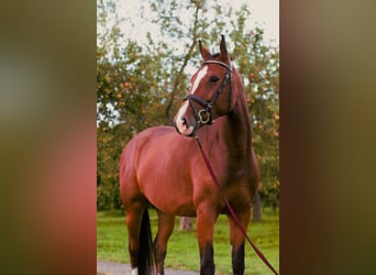 Holsteiner, Stute, 4 Jahre, 163 cm, Brauner