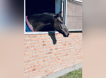 Holsteiner, Stute, 4 Jahre, 163 cm, Schwarzbrauner