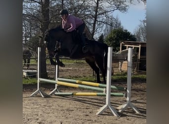 Holsteiner, Stute, 4 Jahre, 163 cm, Schwarzbrauner